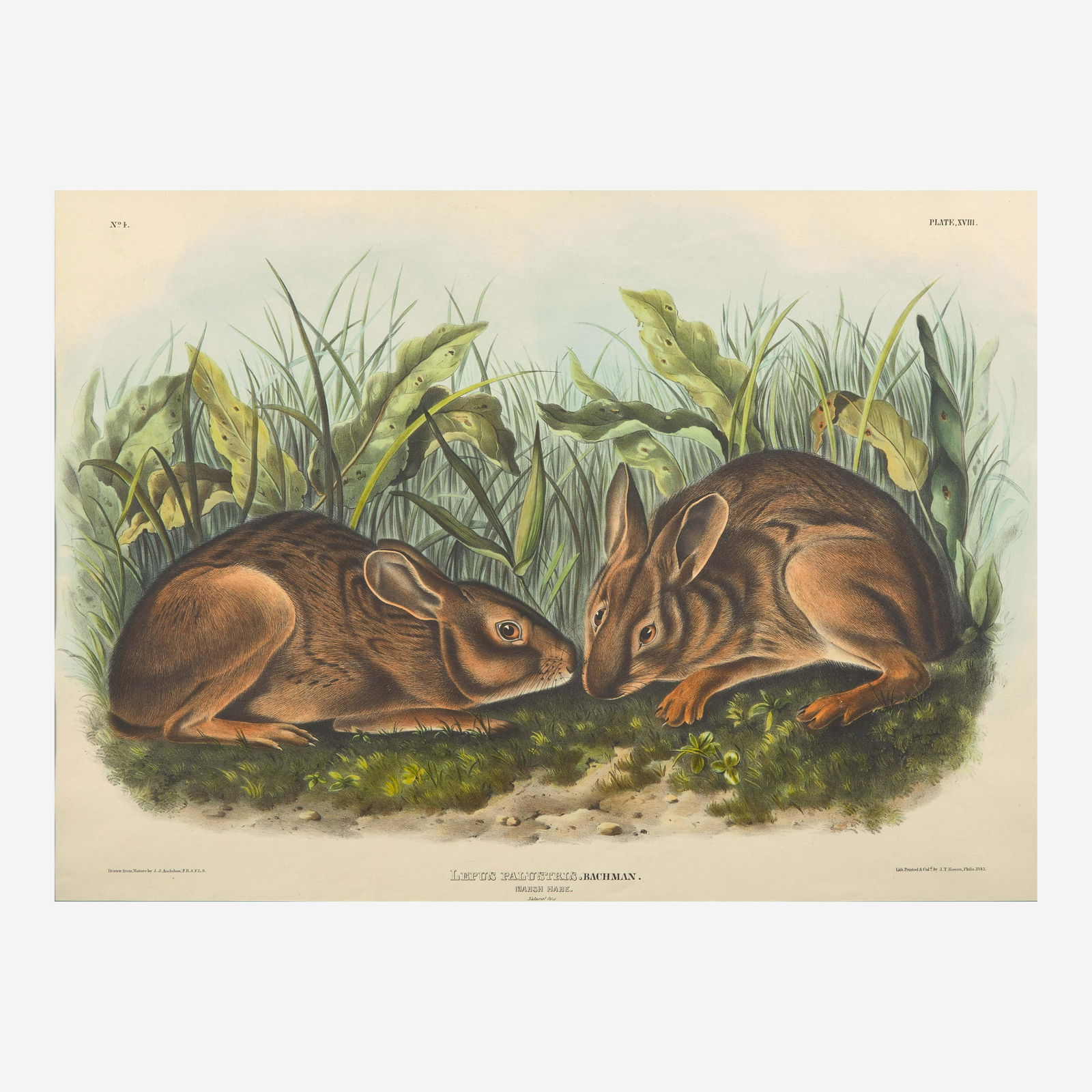 [Prints] Audubon, J(ohn). J(ames). Marsh Hare (1 of 2)