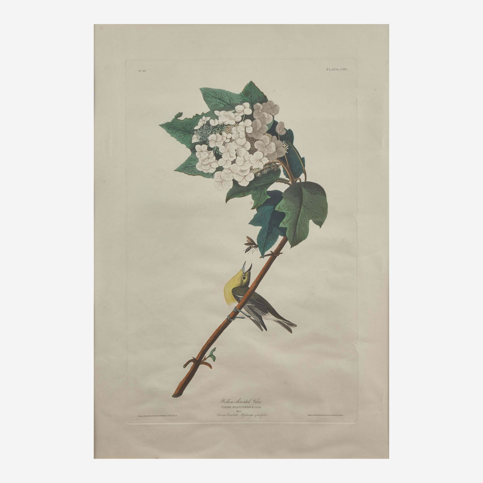 [Prints] Audubon, J(ohn). J(ames). Yellow-throated Vireo (1 of 2)