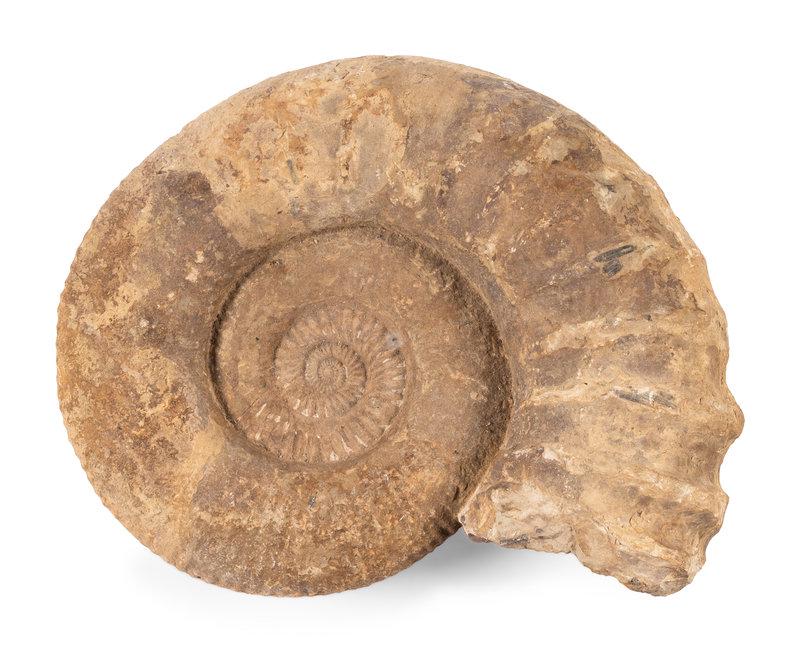An Ammonite Fossil: An Ammonite Fossil Cretaceous, Circa 240-65 Million Years Ago Length 21 1/2 inches. This lot is located in Chicago.
