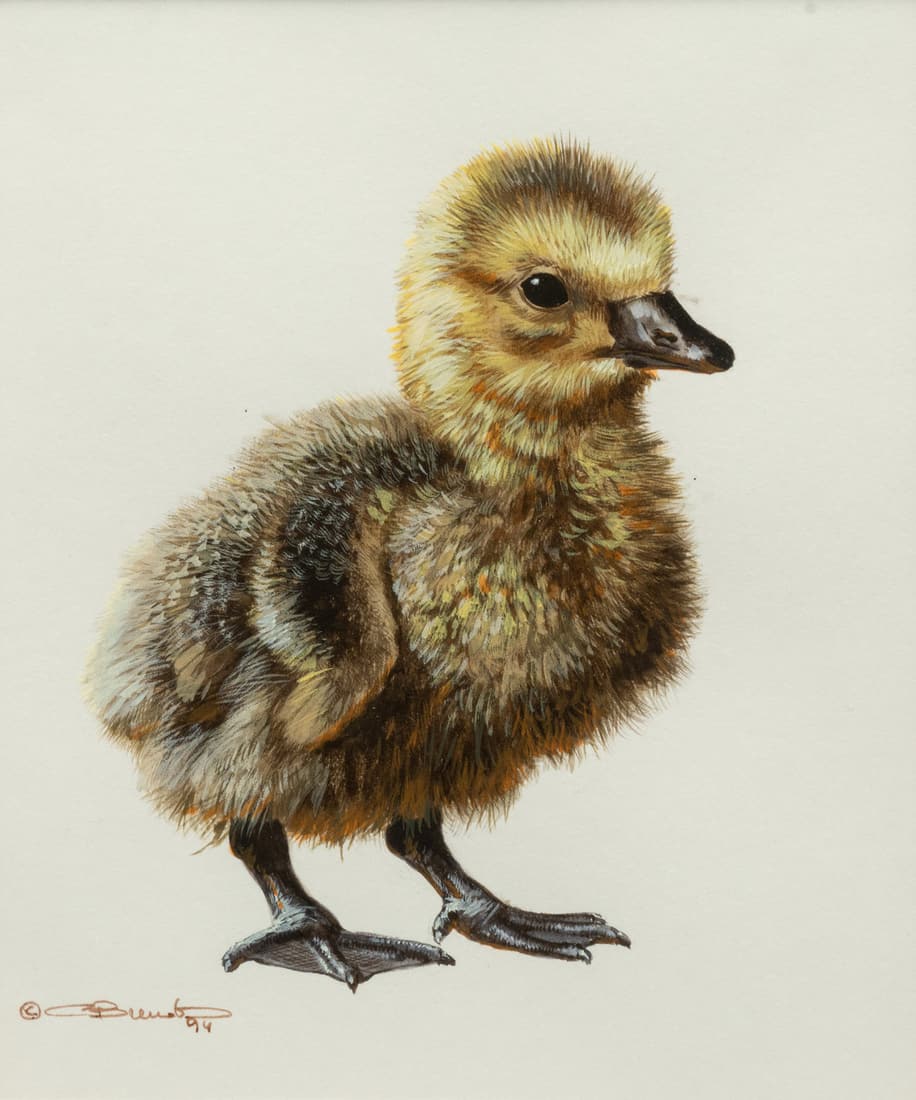 Carl Brenders (Belgian/American, b. 1937) Gosling Study,1994 (1 of 5)