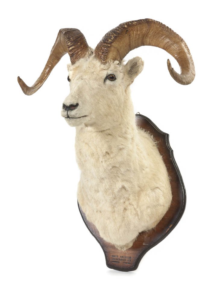 A Taxidermy Dall Sheep Ram Shoulder Mount, Height: A Taxidermy Dall Sheep Ram Shoulder Mount, set on a wood shield. Height 30 inches.