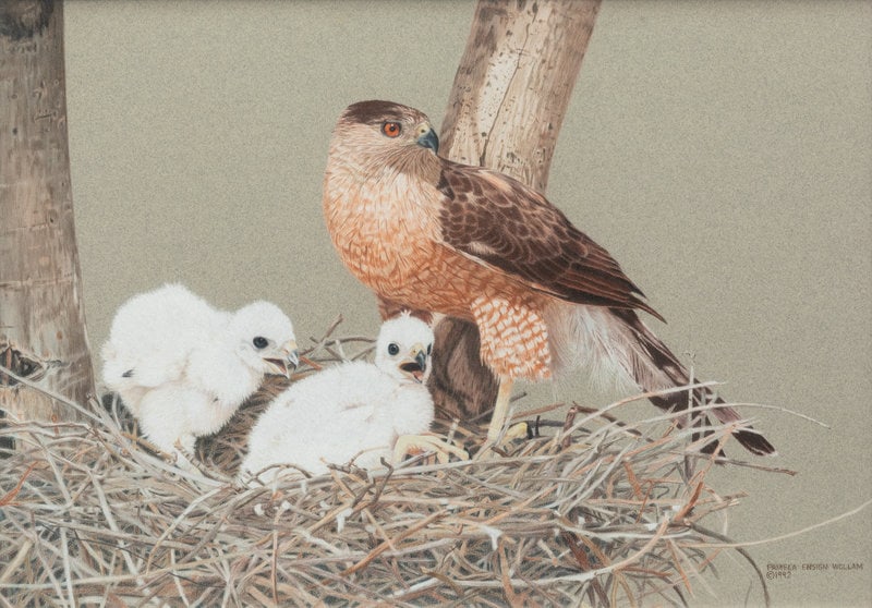 Pamela Ensign Wollam
(American, 20th Century)
Hawk and Hawklings, 1992 (1 of 5)