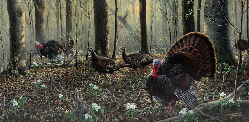 Wilhelm Goebel (American, b. 1960) Spring, Wild Turkeys: Wilhelm Goebel (American, b. 1960) Spring, Wild Turkeys oil on canvas signed W. Goebel (lower right) 24 x 48 inches The Laumeister Collection from The Bennington Center for the Arts, Be