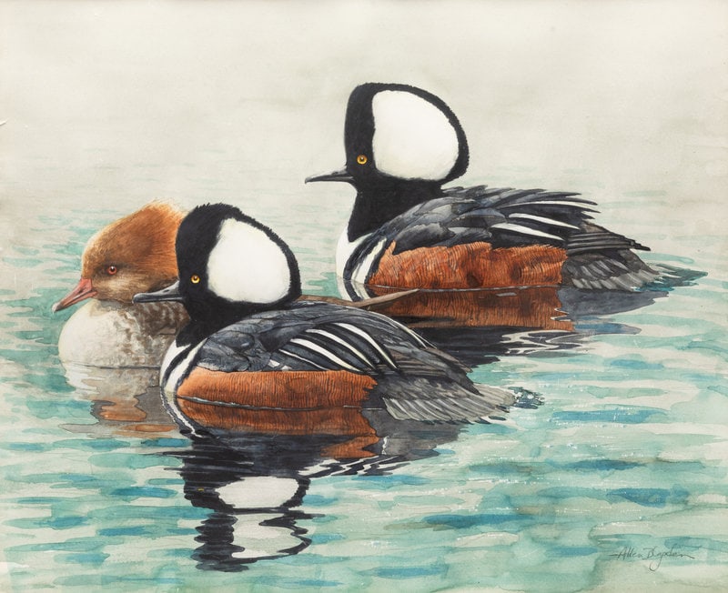 Allen Blagden
(American, b. 1938)
Hooded Merganser (1 of 5)