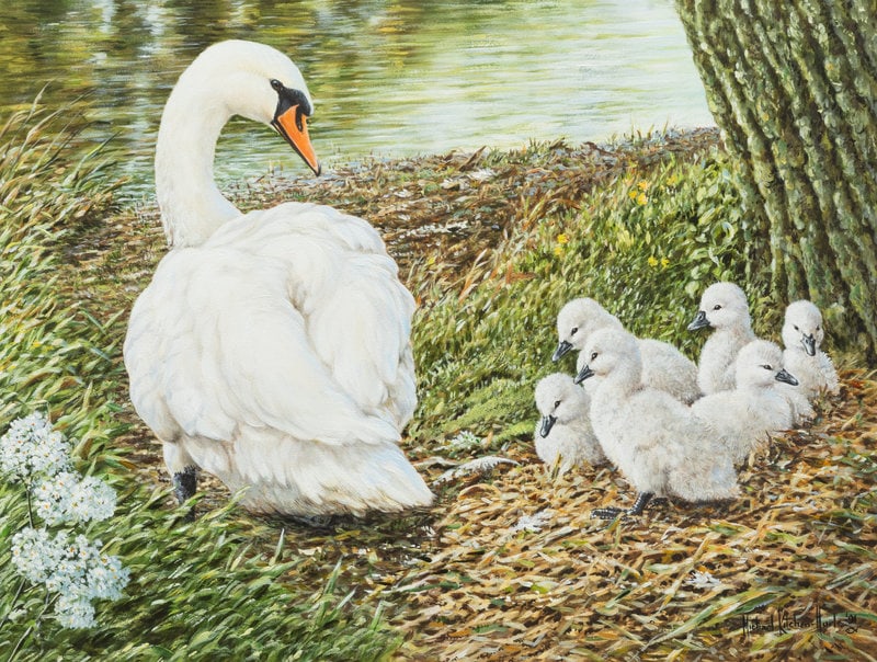 Michael Kitchen-Hurle (American, b. 1941) Whistling Swans, 1991: Michael Kitchen-Hurle (American, b. 1941) Whistling Swans, 1991 acrylic on panel signed Michael Kitchen-Huele and dated (lower right) 18 1/2 x 18 inches The Laumeister Collection from T