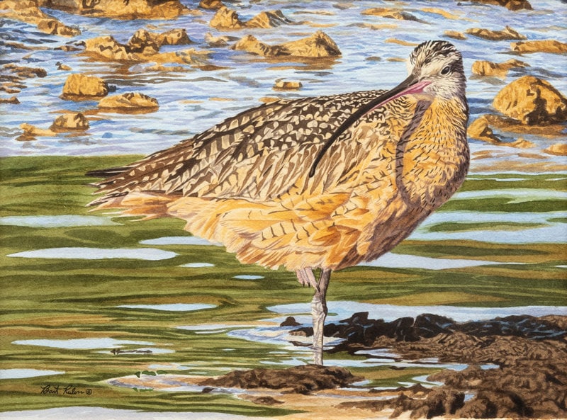 Bart Rulon
(American, 20th Century)
Long-Billed Curlew, 2004 (1 of 5)