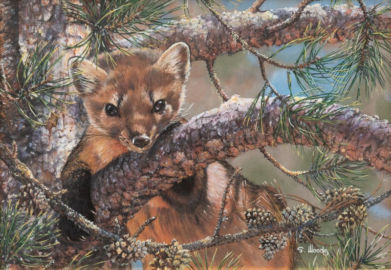 Sarah Woods
(American, b. 1956)
River Otter in a Tree (1 of 5)