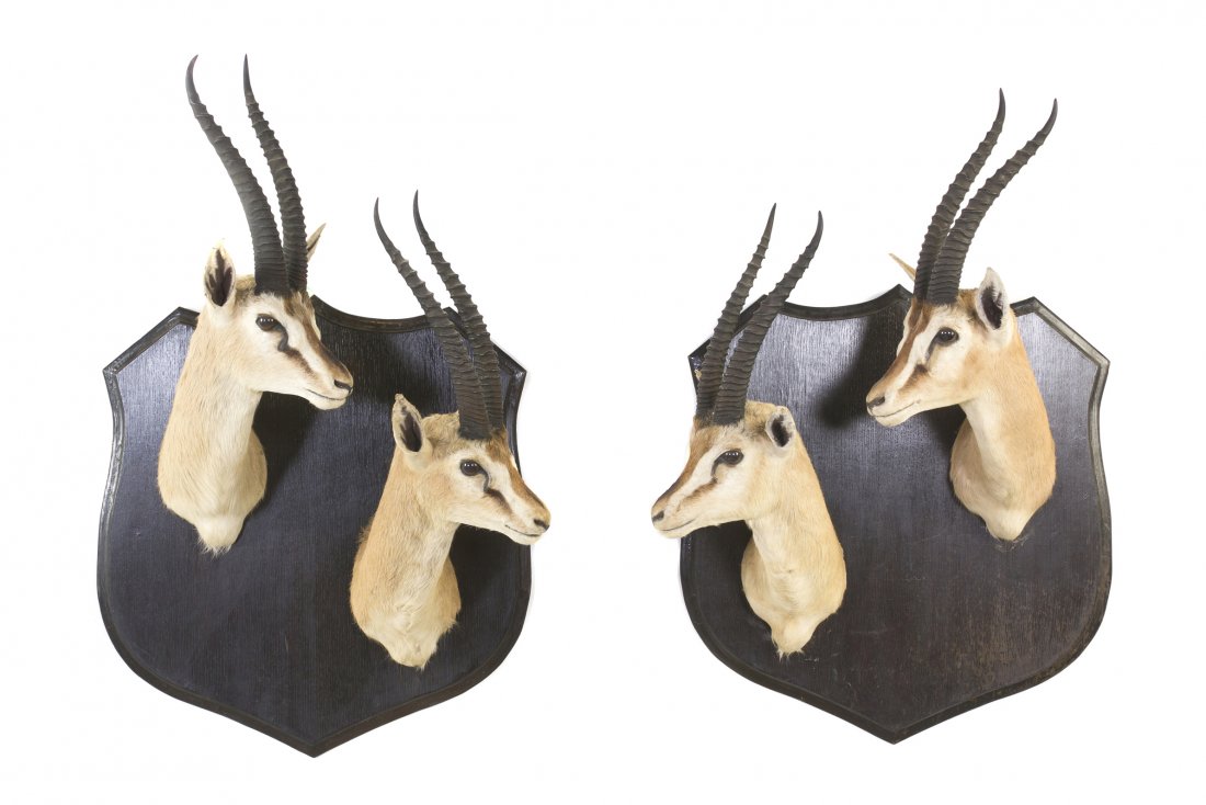 Two Taxidermy Gazelle Trophy Mount Shields, Height: Two Taxidermy Gazelle Trophy Mount Shields, each with two shoulder mounts. Height of plaque 26 x width 24 inches. Property from the Collection of Jeremy Yagoda, Detroit, Michigan