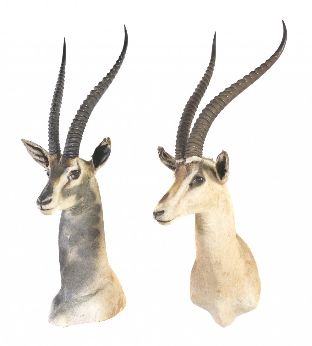 Two Taxidermy Gazelle Shoulder Mounts. Height of t: Two Taxidermy Gazelle Shoulder Mounts. Height of taller 41 1/2 inches. Property from the Collection of Jeremy Yagoda, Detroit, Michigan