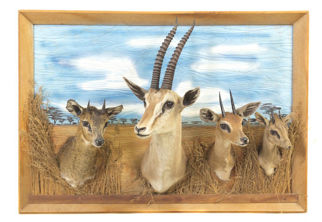 A Taxidermy Diorama, Height of plaque 28 x width 4: A Taxidermy Diorama, set with a gazelle shoulder mount and three dikdik shoulder mounts, having a painted landscape background and depicted peering through applied grass. Height of plaque 28 x width 4