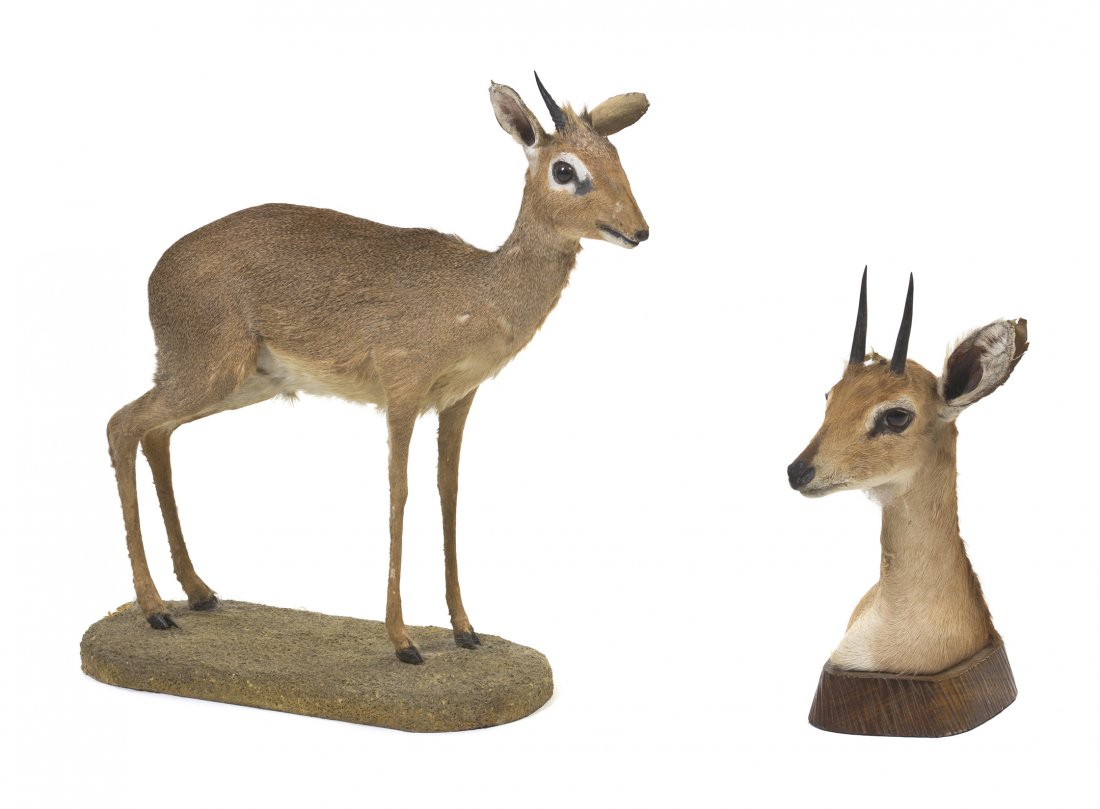 Two Taxidermy Dikdik Mounts, Height of larger 20 1: Two Taxidermy Dikdik Mounts, one a shoulder mount set on a conforming wood base, the other a full body mounted on an oval base. Height of larger 20 1/2 x width 21 inches. Property from the Collection
