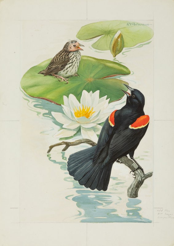 Roger Tory Peterson
(American, 1908-1996)
Red Wing, 1966 (1 of 5)