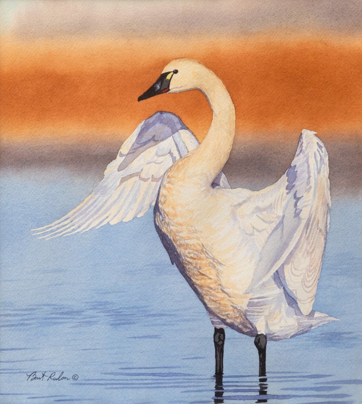 Bart Rulon
(American, b. 1986)
Tundra Swan, 2004 (1 of 5)