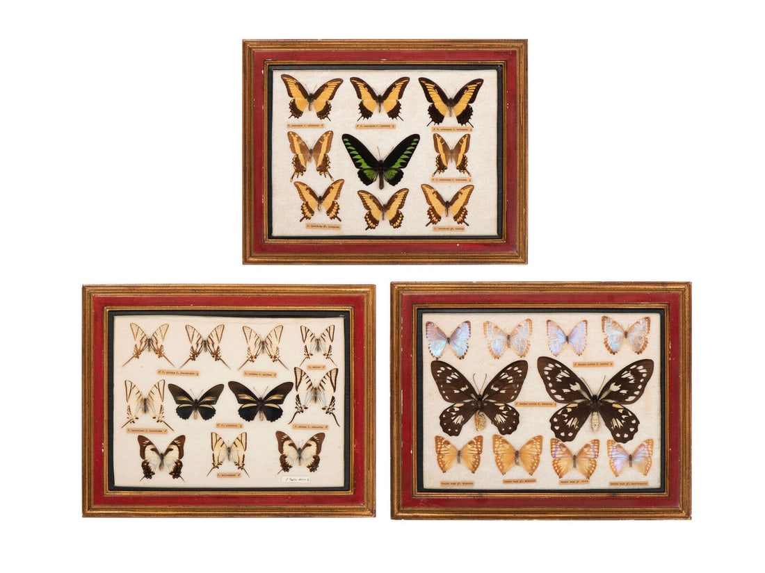 Three Framed Groups of Lepidopterological Specimens (1 of 7)