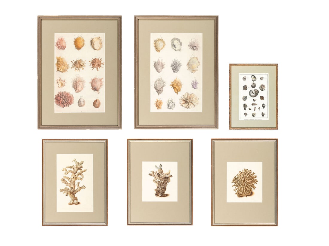 Six Hand-Colored Shell and Coral Engravings (1 of 13)