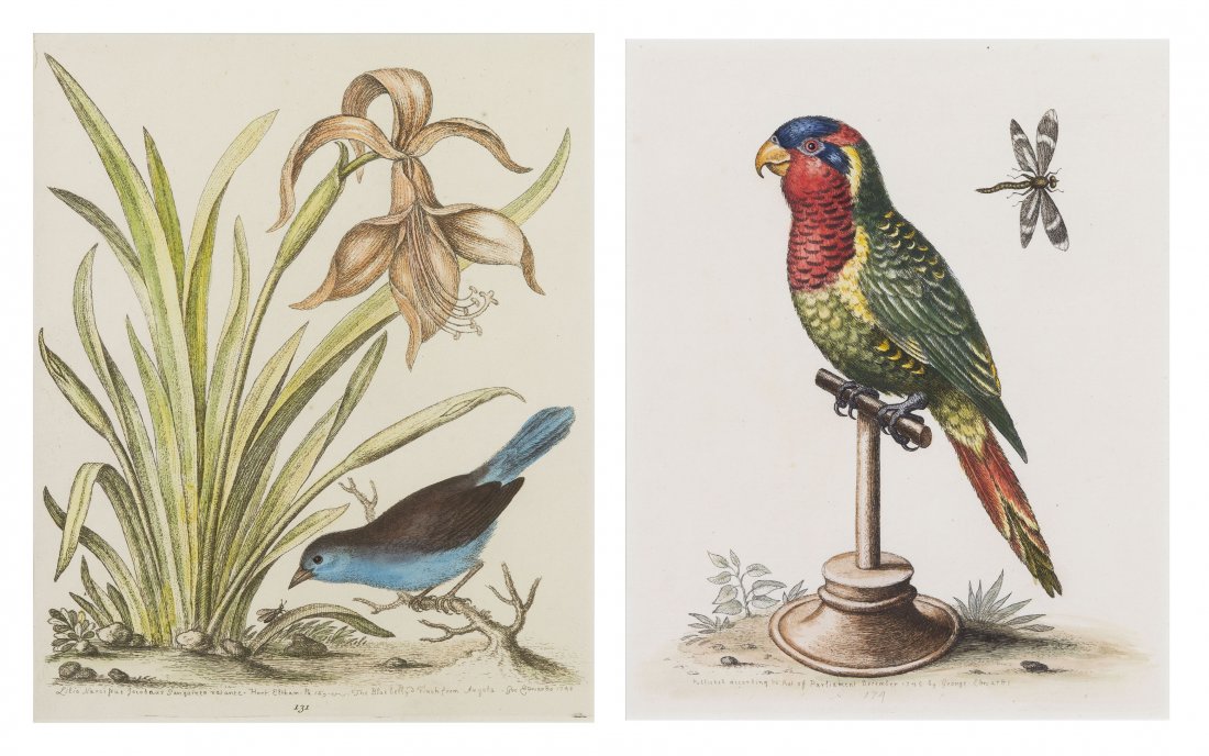 Two Botanical Prints with Birds, George Edwards, He: Two Botanical Prints with Birds, George Edwards, the first of the Blue Belly Finch from Angola, 1748, the second published according to an act of Parliament, December, 1745. Height 9 x width 7 inches.