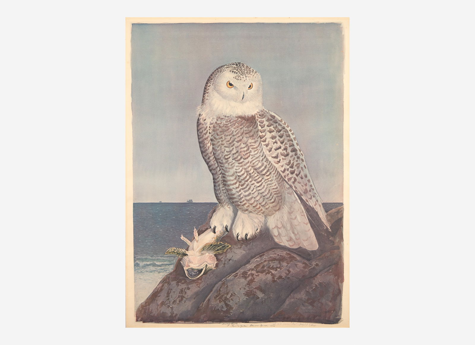 [Prints] Tyson, Carroll (Sargent): Snowy Owl (1 of 2)