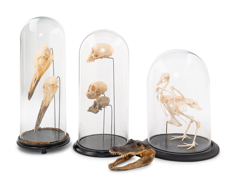 An Assortment of Taxidermy Articles (1 of 5)