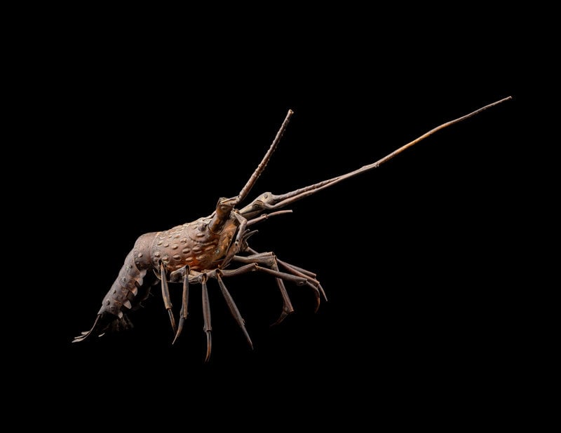 A Japanese Copper Articulated Model of a Crayfish (1 of 4)