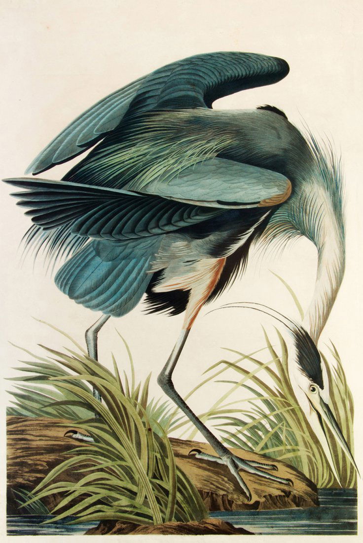 Audubon. Havell. The Great Blue Heron. Plate CCXI, no.