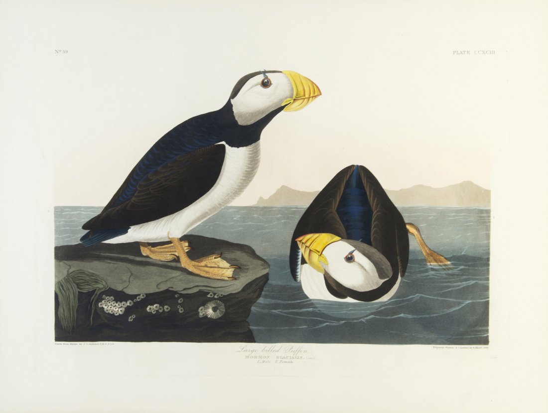(AUDUBON, JOHN JAMES, after) HAVELL, ROBERT, 1836.: (AUDUBON, JOHN JAMES, after) HAVELL, ROBERT Large-billed Puffin. Mormon glacialis. Plate CCXCIII, no. 59, from The Birds of America, 1836. Engraving with etching, aquatint and hand-coloring, on J. Wha