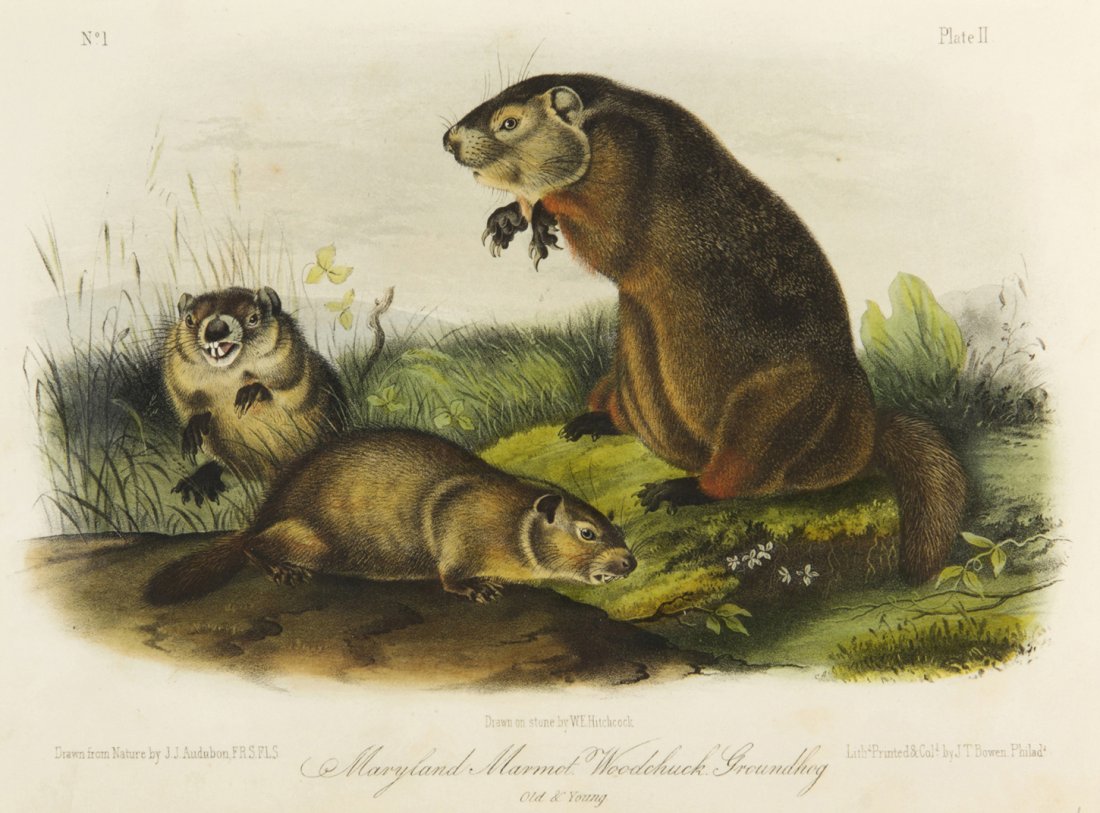 (AUDUBON, JOHN JAMES, after) BOWEN, J. T. 5 lithos: (AUDUBON, JOHN JAMES, after) BOWEN, J. T. A group of five color lithograph plates from the octavo edition of The Viviparous Quadrupeds of North America, Philadelphia: J.T. Bowen. 6 1/4 x 8 inches each