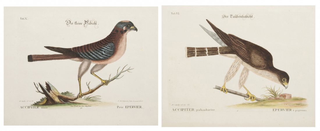 (ORNITHOLOGY, ENGLISH) CATESBY, MARC, after: (ORNITHOLOGY, ENGLISH) CATESBY, MARC, after A group of two hand-colored engravings of falcons by M. Seligman after Mark Catesby from The Natural History of Carolina, Florida, and the Bahama Islands (c