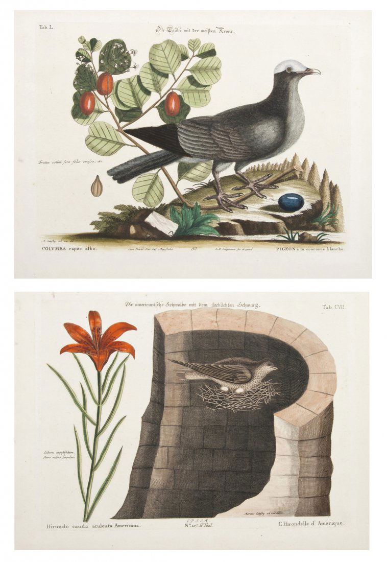 (ORNITHOLOGY, ENGLISH) CATESBY, MARC, after: (ORNITHOLOGY, ENGLISH) CATESBY, MARC, after A group of two hand-colored engravings of pigeons by M. Seligman after Mark Catesby from The Natural History of Carolina, Florida, and the Bahama Islands (c