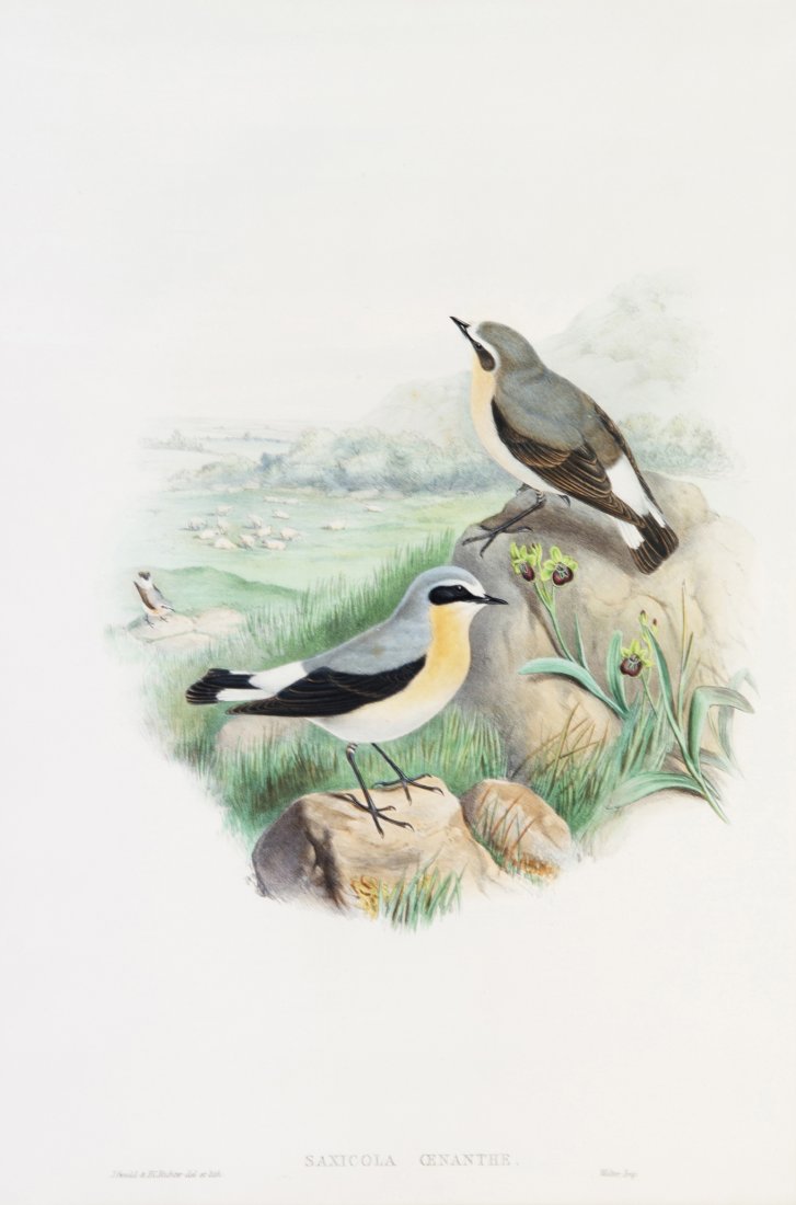 (ORNITHOLOGY, ENGLISH) GOULD, JOHN. 2 lithographs.: (ORNITHOLOGY, ENGLISH) GOULD, JOHN A group of two lithographs with hand-coloring from The Birds of Great Britain, (London, 1862-1873), comprising Hirundo Rustica (Barn Swallow) and Saxicola Oenanthe<