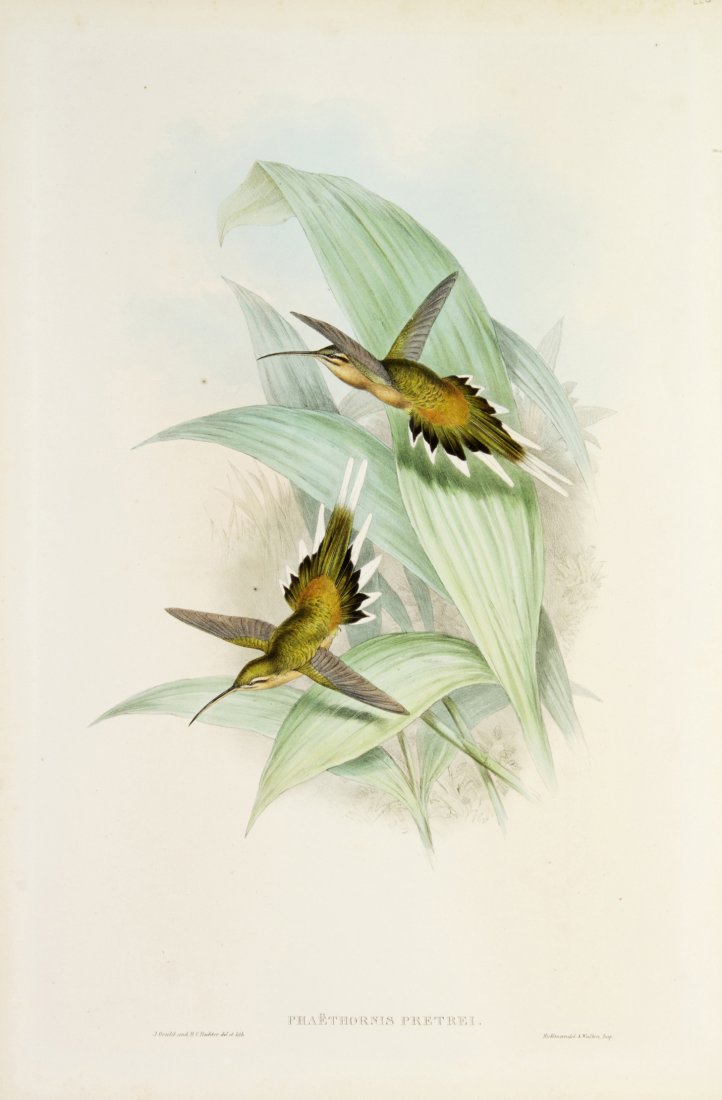 (ORNITHOLOGY, ENGLISH) GOULD, JOHN. 4 lithographs.: (ORNITHOLOGY, ENGLISH) GOULD, JOHN A group of four lithographs of hummingbirds with hand-coloring heightened with gum arabic, from The Birds of Great Britain, (London, 1862-1873). 21 1/2 x 14 inches e