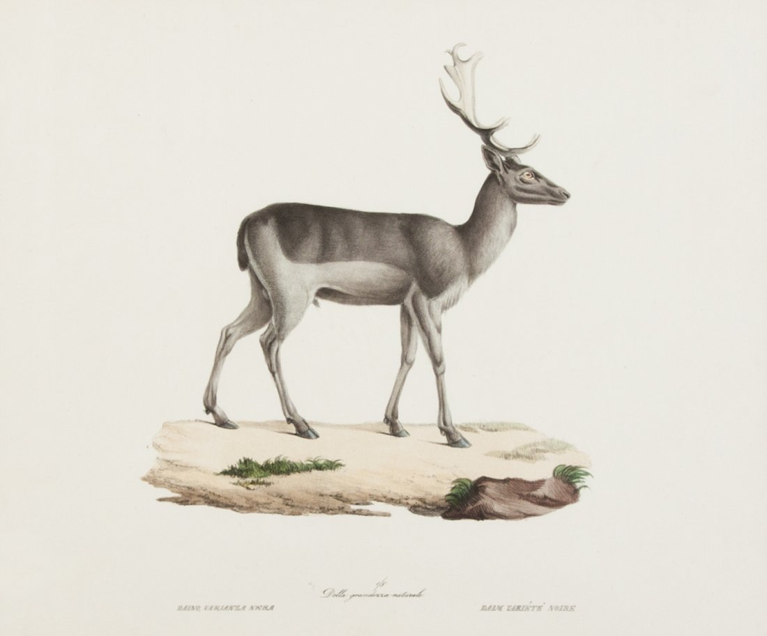 (MAMMALS) SAINT-HILAIRE, GEOFFREY. Two lithographs: (MAMMALS) SAINT-HILAIRE, GEOFFREY; CUVIER, FREDERIC Two lithographs of deer from Saint-Hilaire and Cuvier's Histoire Naturelle des Mammifers (c. 1825). Framed and matted. 13 x 15 1/2 inches each.