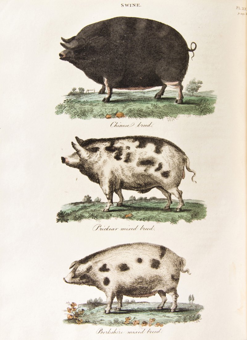 (MAMMALS) DICKSON, R. W. London, 1805. 2 vols.: (MAMMALS) DICKSON, R. W. Practical Agriculture; or, A Complete System of Modern Husbandry: With the Methods of Planting, and the Management of Livestock. London: Printed for Richard Phillips, 1805. 2 