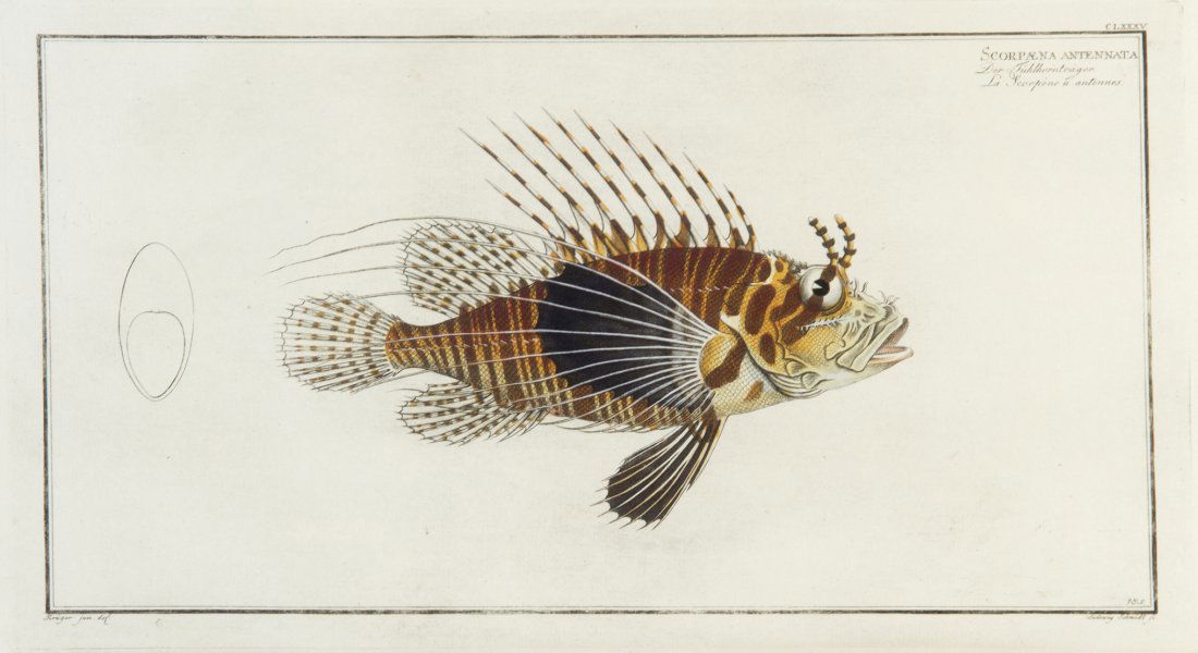 (FISH) BLOCH, MARLUS ELIESER. 2 engravings of fish: (FISH) BLOCH, MARLUS ELIESER Two hand-colored engravings of fish from Ichthyologie; ou, Histoire naturelle des poissons (Berlin, 1785 or later). Framed and matted. Size of largest 10 3/4 x 14 inches.
