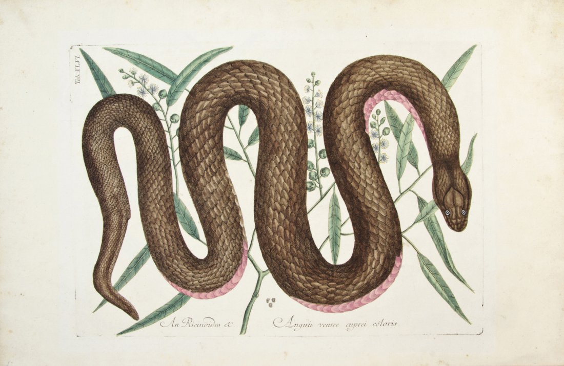 (REPTILES) CATESBY, MARC; JOSEPH KELLER. 6 engrav.: (REPTILES) CATESBY, MARC; JOSEPH KELLER A group of six hand-colored engravings of snakes, including four from The Natural History of Carolina, Florida and the Bahama Islands, by Marc Catesby, Volume I
