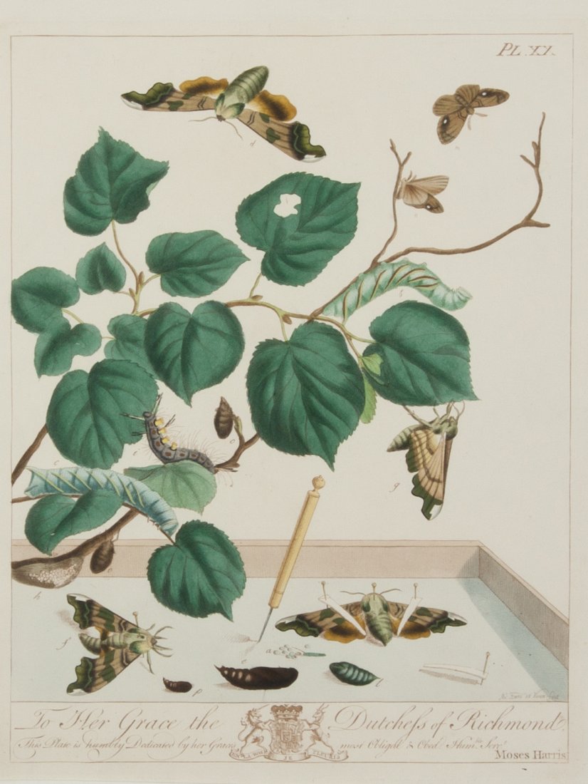 (BOTANY, ENGLISH) HARRIS, MOSES. London, 1840.: (BOTANY, ENGLISH) HARRIS, MOSES [Dedication to the Dutchess of Richmond], Plate XX, hand-colored engraving from The Aurelian, a Natural History of English Insects, (London, 1840). Framed and matted.<