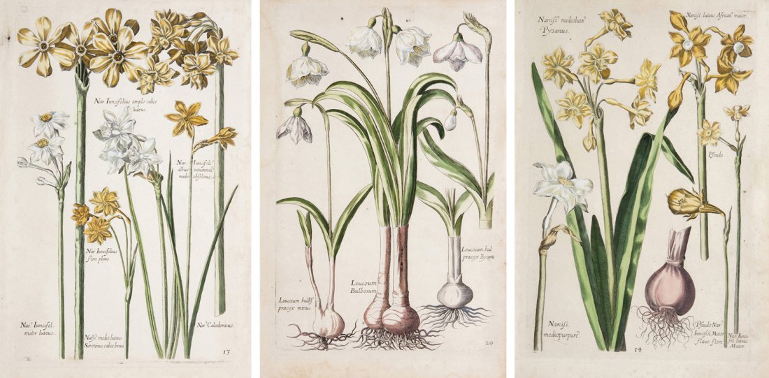 (BOTANY, ENGLISH) MERIAN, MARIA SIBYLLA. 3 engr.: (BOTANY, ENGLISH) MERIAN, MARIA SIBYLLA A group of three hand-colored engravings from Varidarium reformatum (Frankfurt, 1719), after de Bry and Valentini. 11 3/4 x 8 inches each.