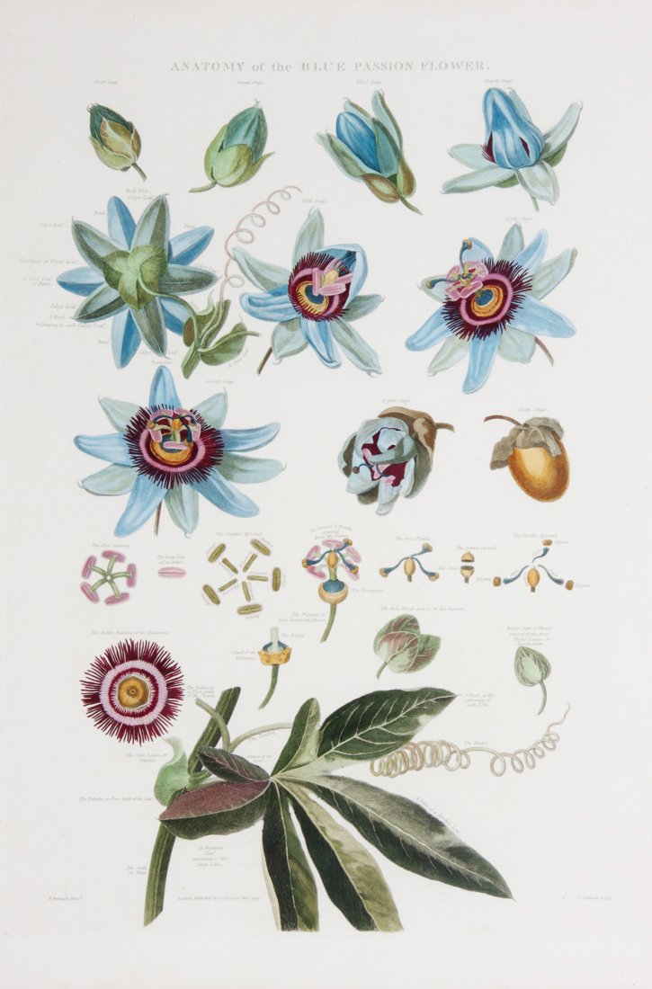 (BOTANY, ENGLISH) THORNTON, ROBERT. London, 1799.: (BOTANY, ENGLISH) THORNTON, ROBERT Anatomy of the Blue Passion Flower, lithograph with hand-coloring from Temple of Flora (London, 1799, but later). Framed and matted. Size of image 19 1/4 x 14 inche