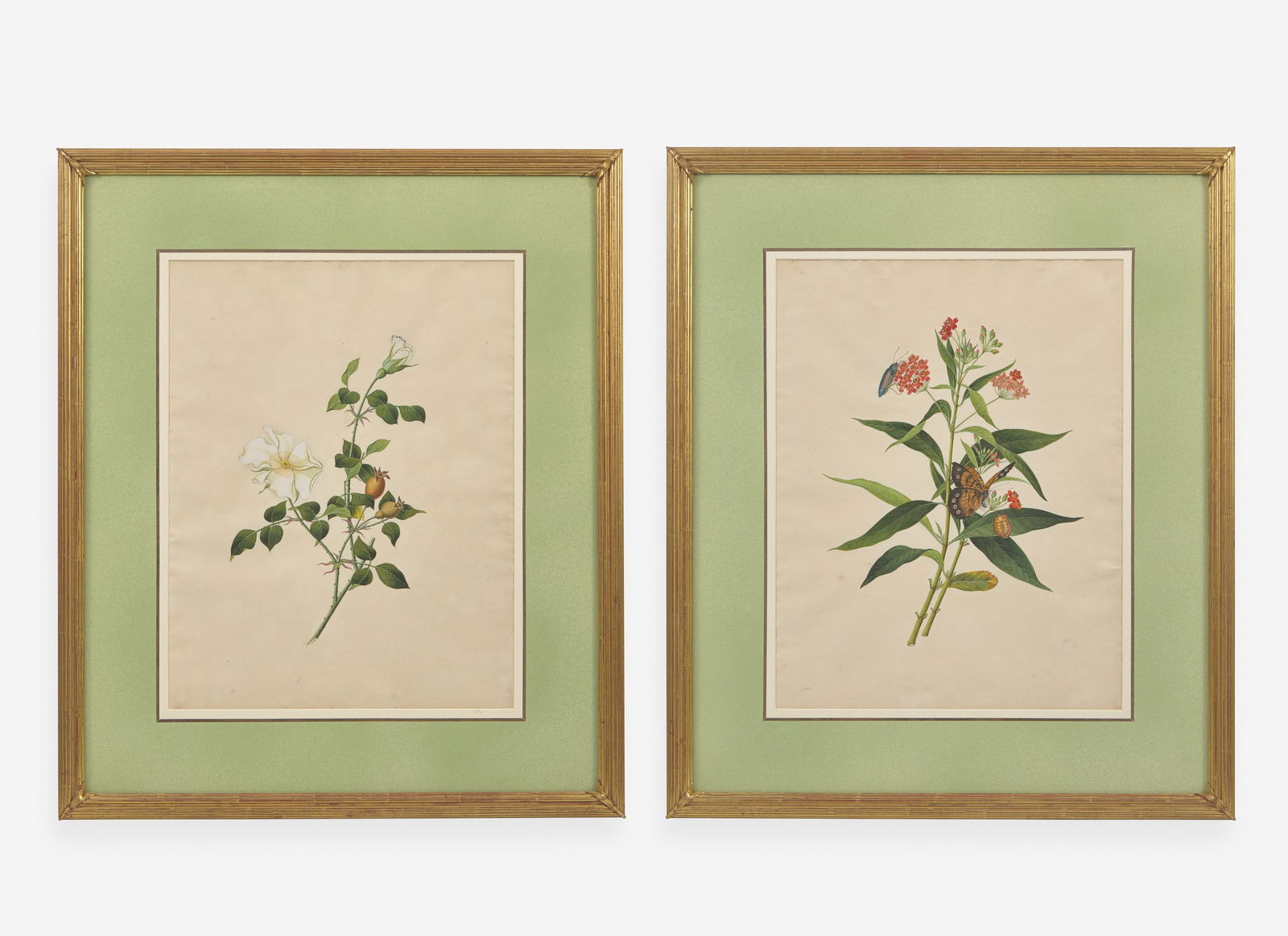 A group of four botanical watercolor drawings, 19th / 20th century   Comprising two works by Arthur (1 of 7)