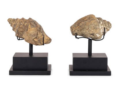 A Pair of Shell Fossil Specimens: A Pair of Shell Fossil Specimens on associated stands. Width of larger shell 6 inches.