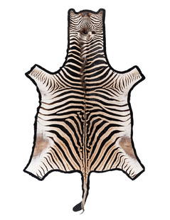 A Taxidermy Zebra Rug: A Taxidermy Zebra Rug 8 feet x 5 feet 6 inches.
