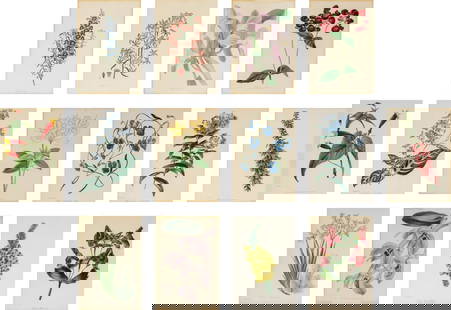A Collection of Fourteen English Hand-Colored Botanical Engravings: A Collection of Fourteen English Hand-Colored Botanical Engravings assembled from various source material, each labeled with Latin descriptions. Frame (each): 16 x 13 1/4 inches; image (each) 8 1/2 x