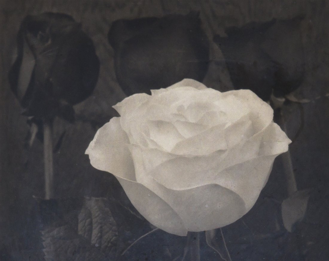 Tom Ferguson, (20th century), White and Black Ros: Tom Ferguson (20th century) White and Black Roses platinum palladium print edition 4/25 7 1/2 x 9 1/2 inches.