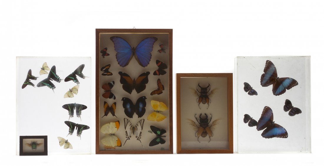 SPECIMENS. A group of five framed insect specimen: SPECIMENS A group of five framed insect specimens including butterflies and beetles. Property from the Collection of David H. Gee, Chicago, Illinois