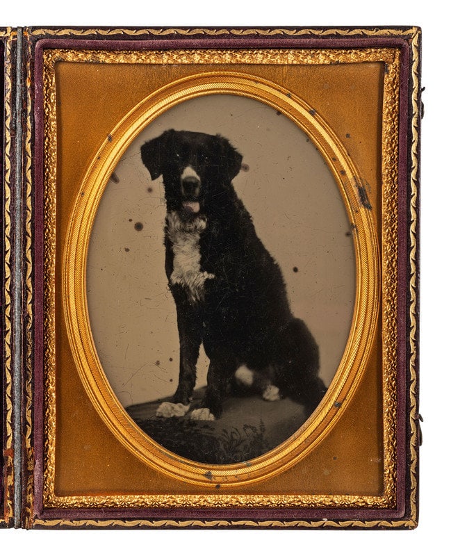 [EARLY PHOTOGRAPHY]. Charming half plate ambrotype portrait of a black and white dog.: [EARLY PHOTOGRAPHY]. Charming half plate ambrotype portrait of a black and white dog. Half plate ambrotype featuring a medium-haired dog seated on a clothed table or bench/stool, its lightly-tinted pi
