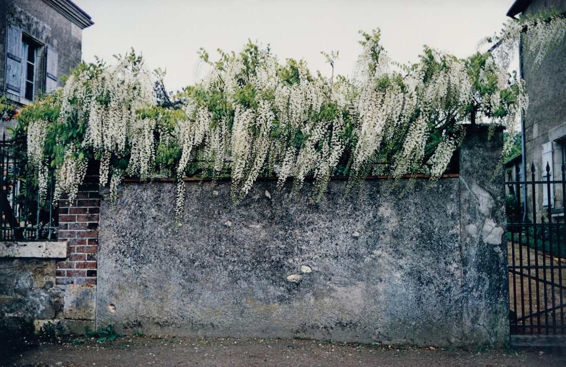 Joel Meyerowitz (American, b. 1938) Wisteria, Paris: Joel Meyerowitz (American, b. 1938) Wisteria, Paris chromogenic print signed and numbered 24/96 in ink on the mount 12 x 18 1/4 inches.