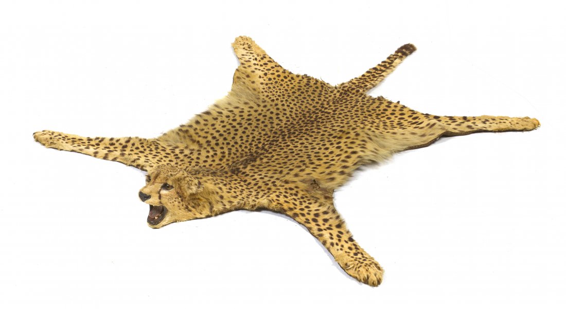 A Taxidermy Cheetah Rug, Dr. James L. Clark (1883-: A Taxidermy Cheetah Rug, Dr. James L. Clark (1883-1969), having a mounted head and a cloth lining, bearing original taxidermist's tag reading Dr. James L. Clark. Length overall 76 inches. Note: Must b