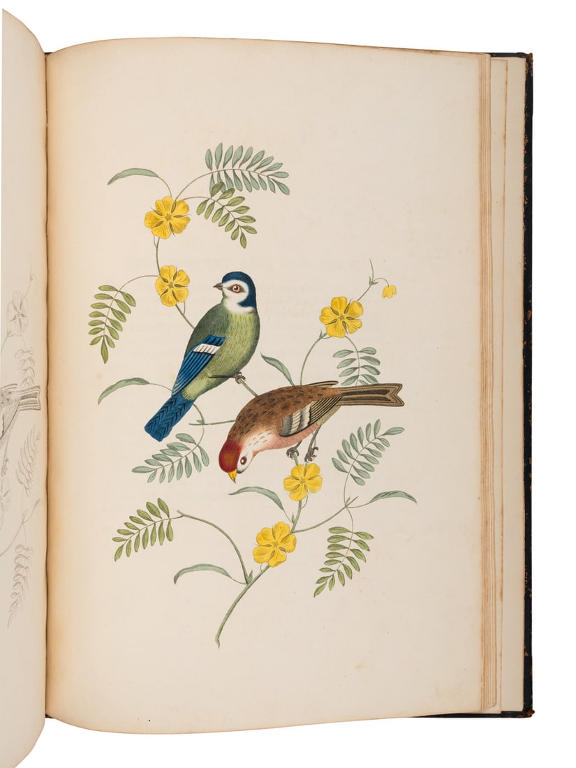 BROOKSHAW, George. Groups of Flowers, Drawn and Accurately Coloured after Nature... 1819.: BROOKSHAW, George (1751-1823). Groups of Flowers, Drawn and Accurately Coloured after Nature, with Full Directions for the Young Artist –Groups of Fruit –Six Birds. London: Thomas McLean;