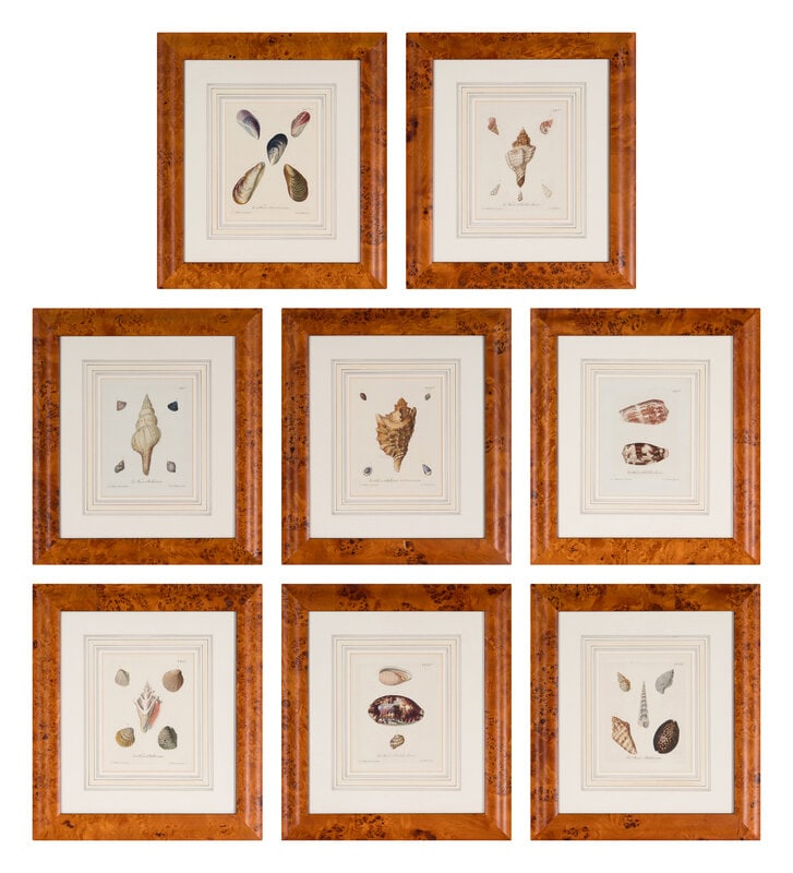 A Set of Eight Hand-Colored Engravings of Shell Specimens by Wolfgang Knorr (German, 18th Century) (1 of 18)