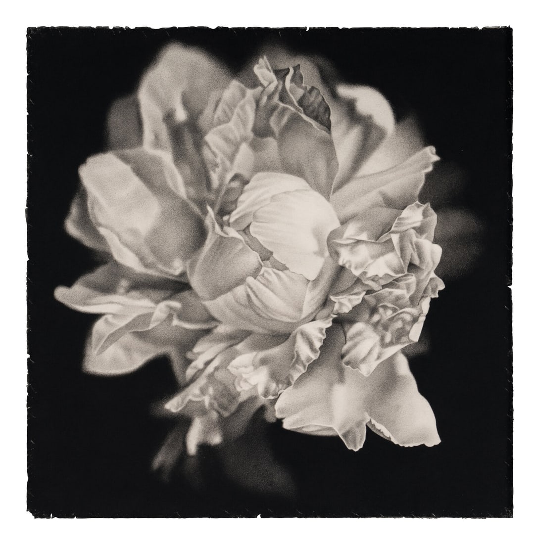 Joseph Stashkevetch (American, b. 1958) Bloom #2, 2003: Joseph Stashkevetch (American, b. 1958) Bloom #2, 2003 conte crayon on rag paper 30 x 30 inches. Provenance: Von Lintel Gallery, New York