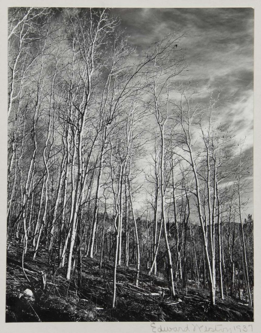Edward Weston, (American, 1886-1958), Aspens, New: Edward Weston (American, 1886-1958) Aspens, New Mexico, 1937 gelatin silver print, mounted numbered NM-AV-3G, signed Edward Weston and dated (lower right); titled (verso) 9 1/2 x 7 1/2 inche